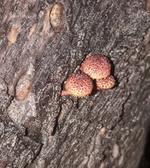 Phaeomarasmius