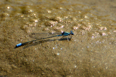 Acanthagrion lancea