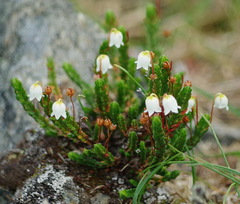 Cassiope tetragona tetragona
