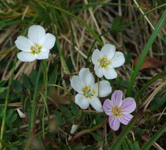 Claytonia tuberosa