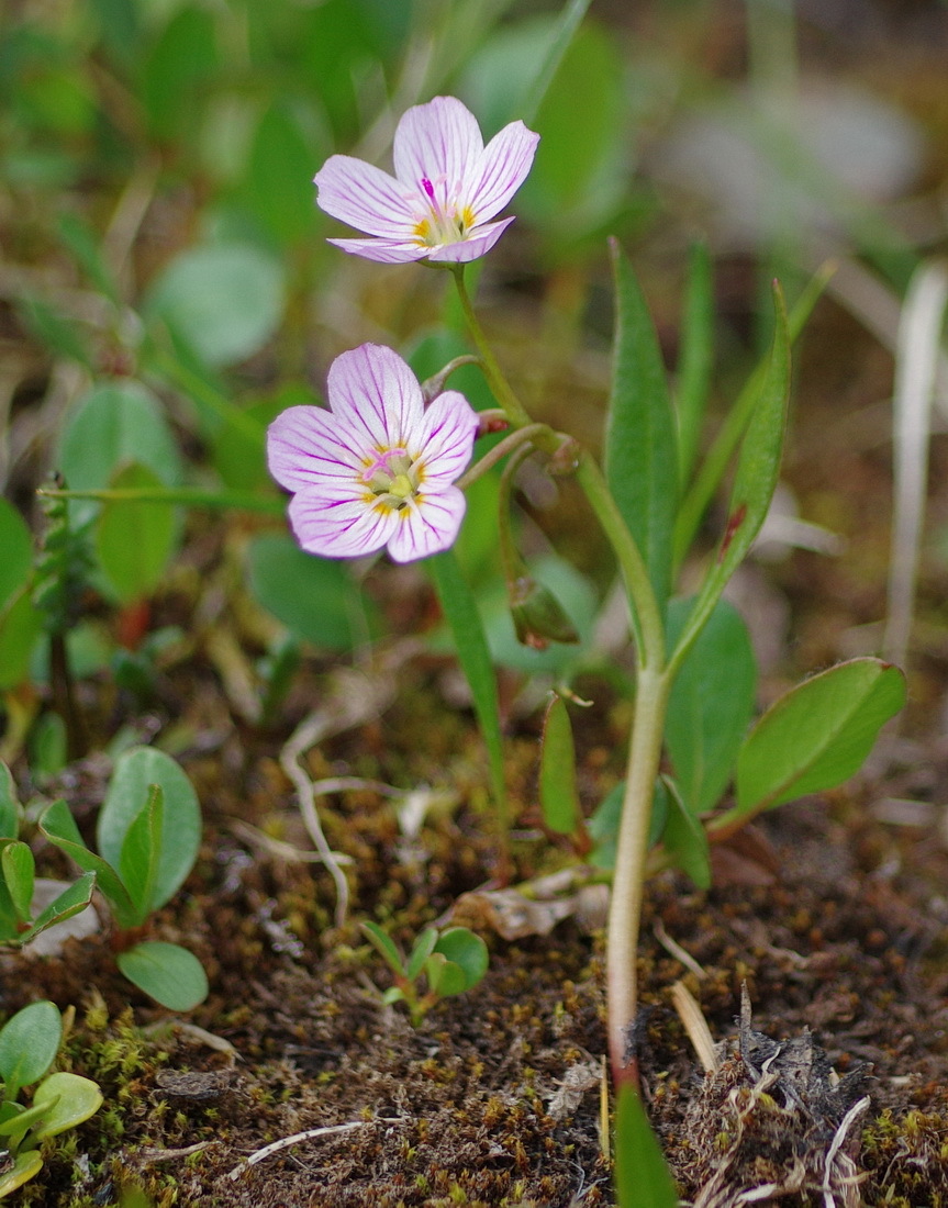 Claytonia tuberosa