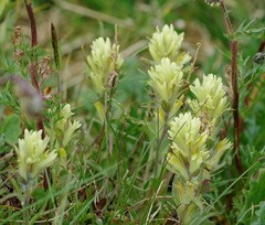 Castilleja hyperborea