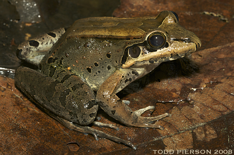 Bolivian Thin-Toed Frog