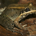 Bolivian White-lipped Frog - Photo (c) Todd Pierson, some rights reserved (CC BY-NC-SA)