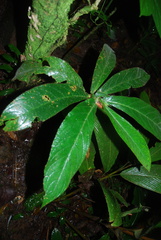 Columnea purpurata