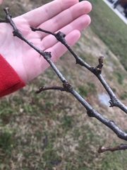 Gleditsia triacanthos triacanthos