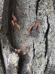 Gleditsia triacanthos triacanthos