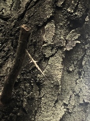 Gleditsia triacanthos triacanthos