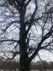 Gleditsia triacanthos triacanthos