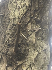 Gleditsia triacanthos triacanthos