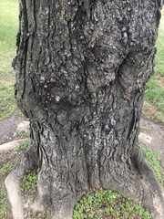 Gleditsia triacanthos triacanthos