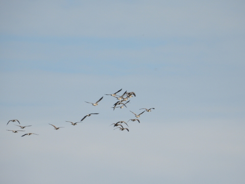 Canada Goose