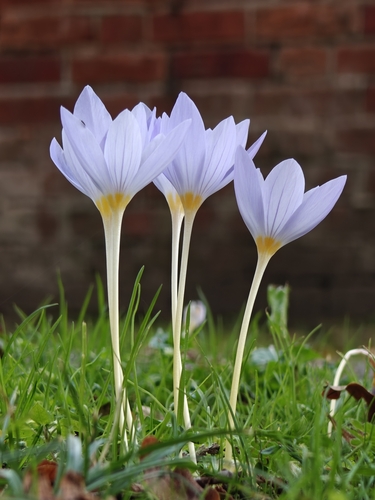 Crocus kotschyanus, photograph 5