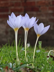 Crocus kotschyanus, photograph (c) Jiao Sun (孙娇), some rights reserved (CC BY)