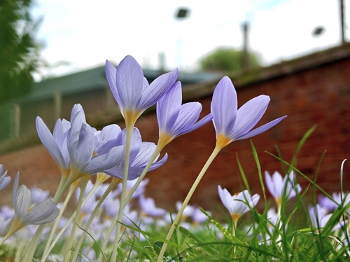 Crocus kotschyanus, photograph 6