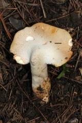 Pseudofistulina