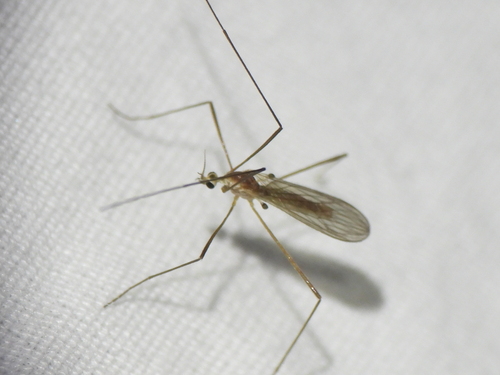 Unknown species found near St Cloud, MN, USA