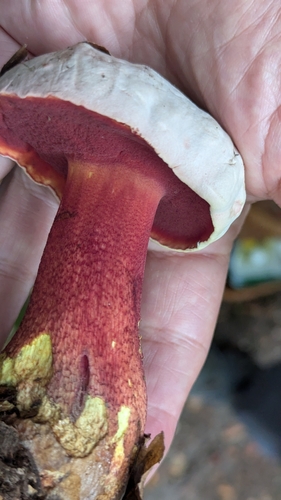 Rubroboletus rhodoxanthus — no rights reserved