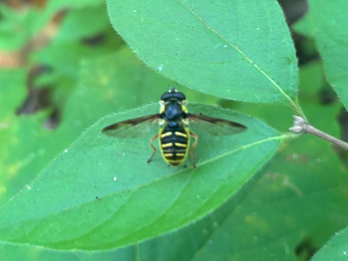 Unknown species found near Ann Arbor, MI, US