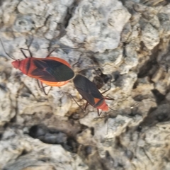Dysdercus fulvoniger