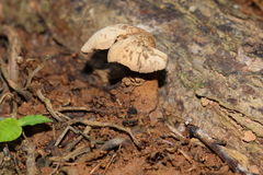Pseudofistulina