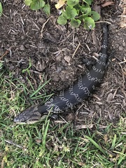Pink-Tongued Lizard photo 4