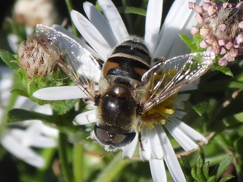 Unknown species found near Alexandria, MN 56308, USA