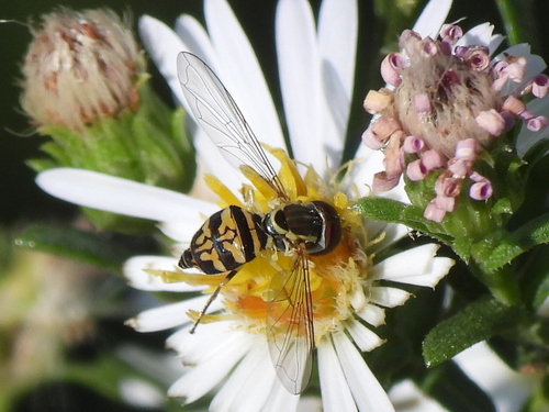 Unknown species found near Alexandria, MN 56308, USA