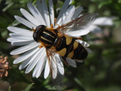 Unknown species found near Alexandria, MN 56308, USA