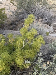 Choisya dumosa