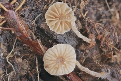 Phaeomarasmius borealis