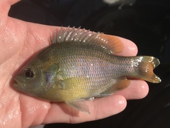 Lepomis miniatus