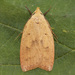 Gold-striped Leaftier Moth - Photo (c) Fyn Kynd, some rights reserved (CC BY-SA), uploaded by Fyn Kynd
