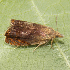 Dichrorampha bittana
