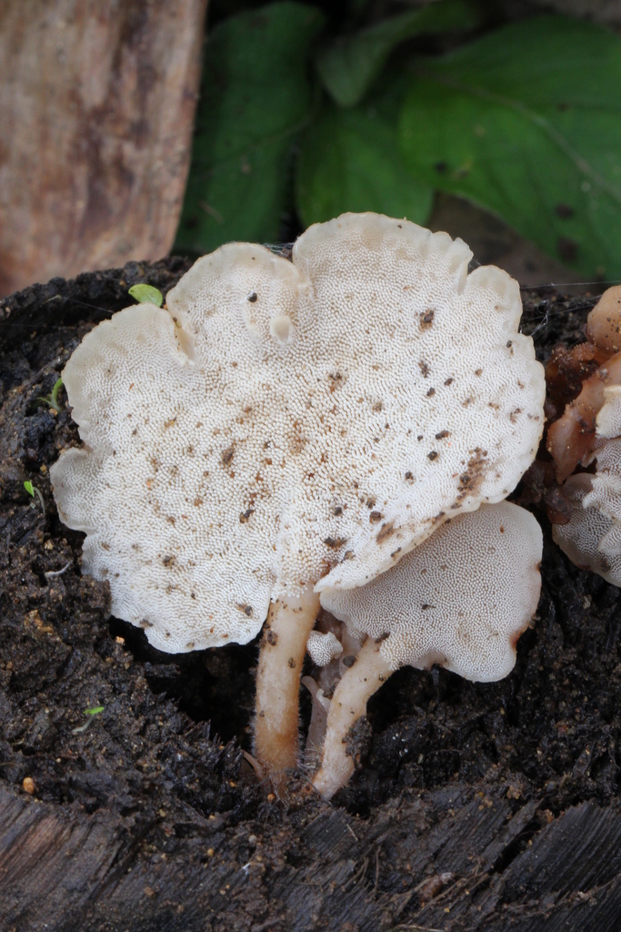Auriscalpium villipes