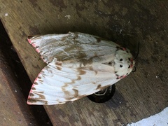 Lymantria mathura subpallida