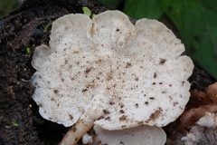 Auriscalpium villipes