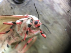 Lymantria mathura subpallida