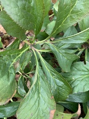 Platycodon grandiflorus