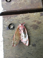 Lymantria mathura subpallida