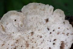 Auriscalpium villipes