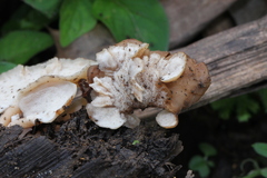 Auriscalpium villipes