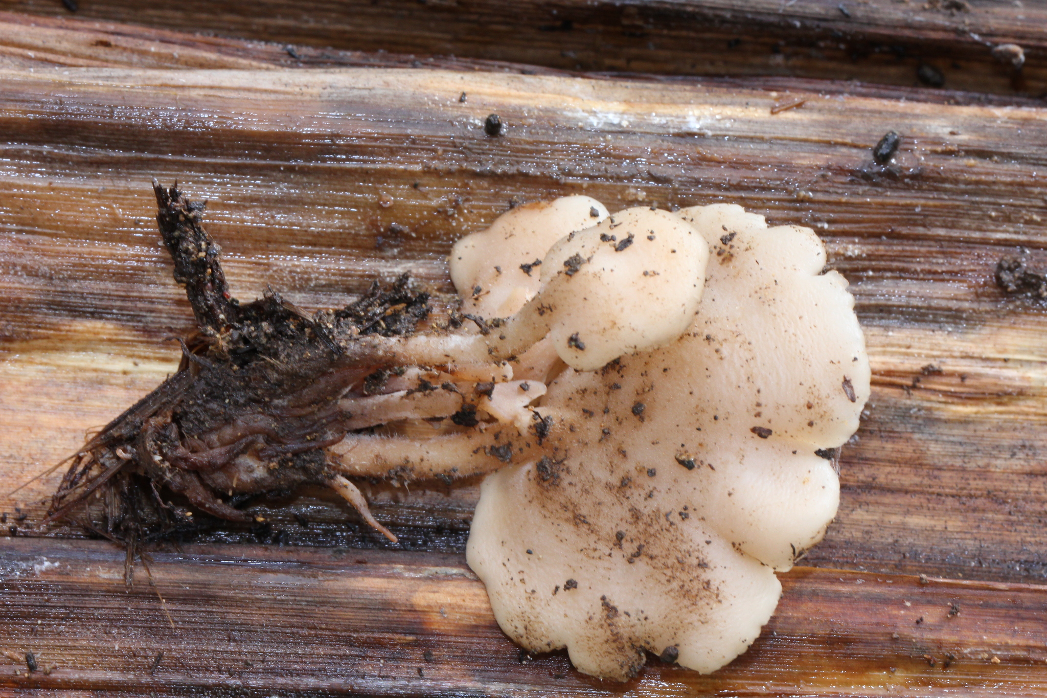 Auriscalpium villipes image