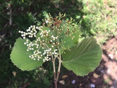 Viburnum stellato-tomentosum