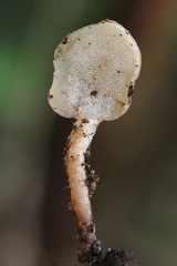 Auriscalpium villipes