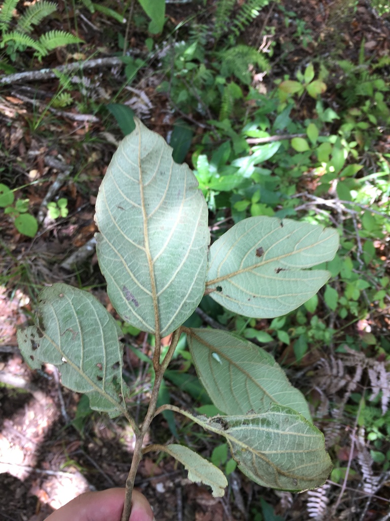 Molinadendron