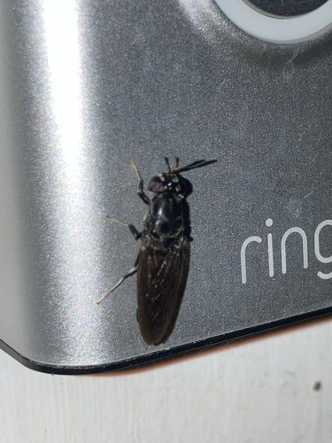 Unknown species found near S Jane St, Louisville, KY, US