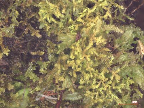 Heath Fingerwort (Kurzia trichoclados)