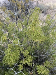 Choisya dumosa