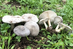 Melanoleuca exscissa